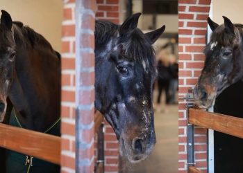 Addio a Indoctro, padre di campioni