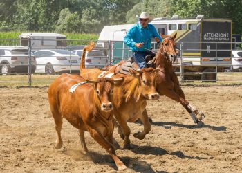 Coppa Italia Team Penning 2025: a Travagliato Cavalli
