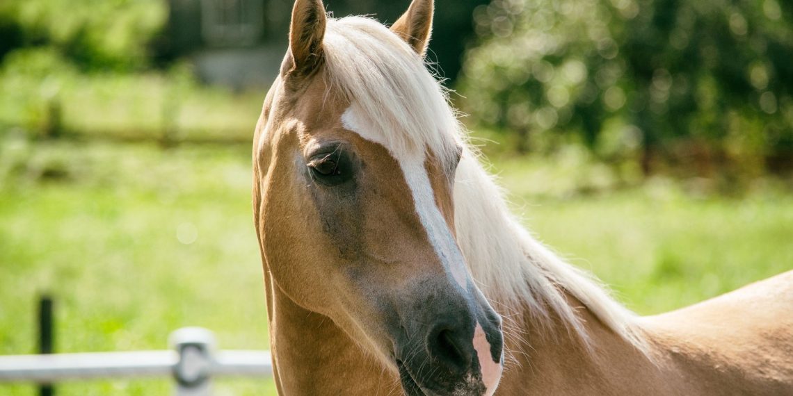 Mostra Mondiale del Cavallo Haflinger 2025