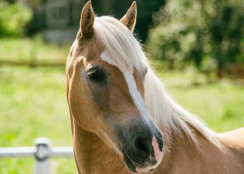 Mostra Mondiale del Cavallo Haflinger 2025