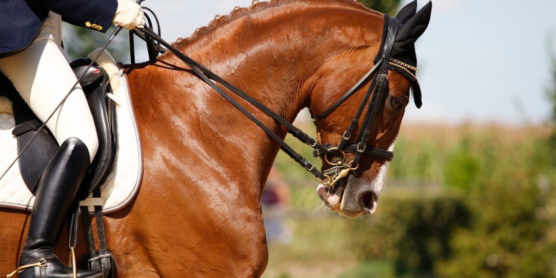 Campionati del Mondo Cavalli Giovani 2025 a Verden