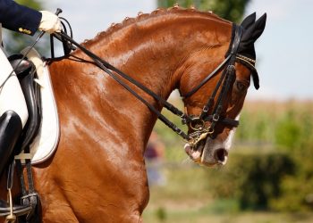 Campionati del Mondo Cavalli Giovani 2025 a Verden