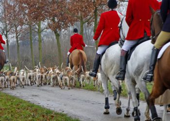 Caccia alla volpe simulata a Pietole: tradizione e sport a cavallo
