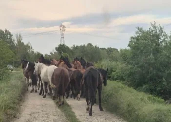 Lomellina, le richerche dei cavalli dispersi continuano