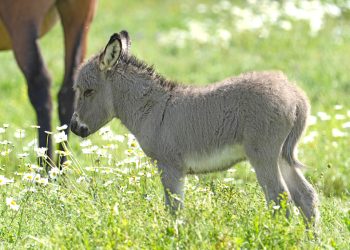 L’asino, la croce scapolare e la Domenica delle Palme
