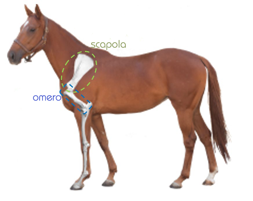 cavallinoscapolaomero