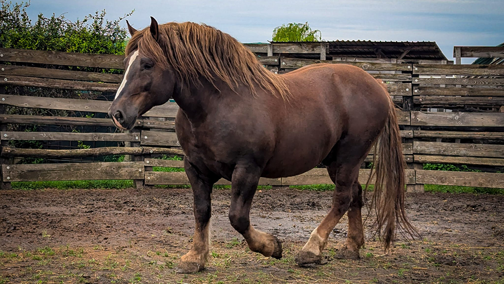 discoverthehorse02