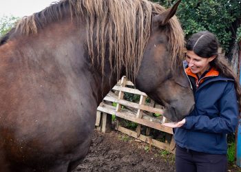 DiscoverTheHorse: dall’Italia agli States con i nostri Cavalli Agricoli