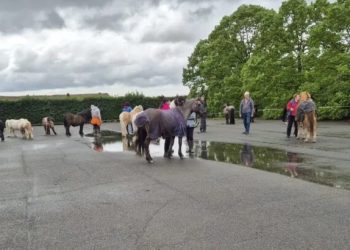Alessandria, pony sfollati a causa del Tanaro