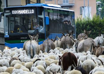 A Barzio migrazione di massa: in 7mila tra ovini, bovini, cavalli e asini