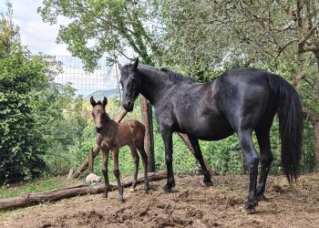 Nina: una puledra davvero speciale!