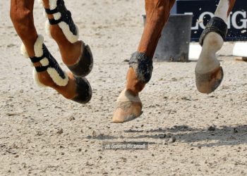 Versilia Horse Show: paura per Stefano Margheriti