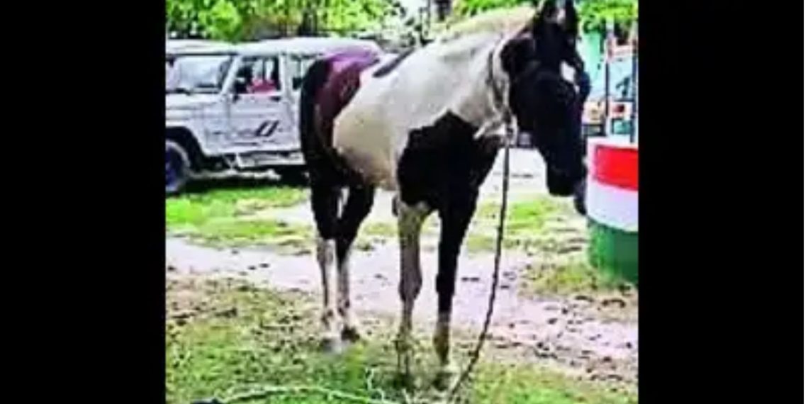 Un cavallo sotto custodia