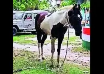 Un cavallo sotto custodia