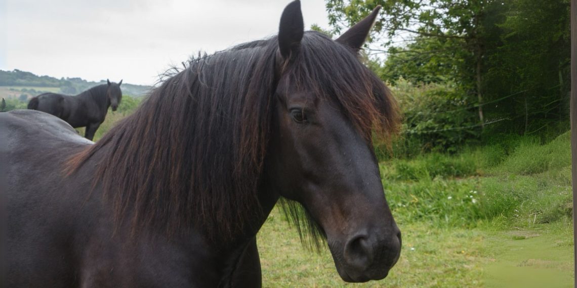 Mérens, il cavallo versatile dei Pirenei