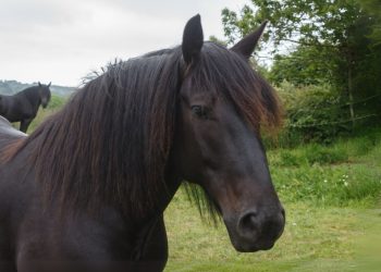 Mérens, il cavallo versatile dei Pirenei