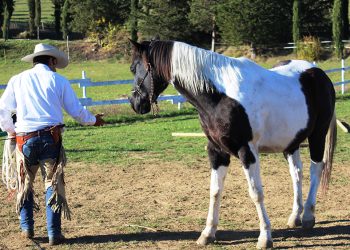 A scuola di rispetto con l’International Horseman Academy