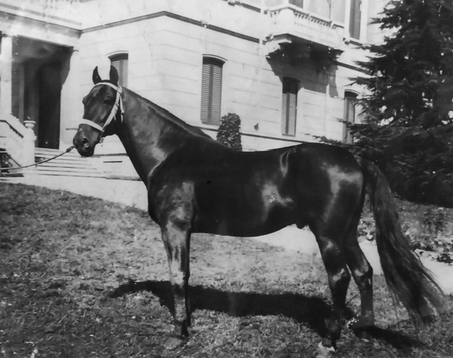 cavallo montecchio che guarda