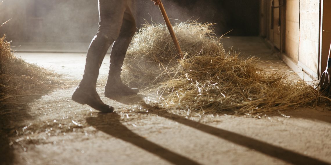 Allergia? Una soluzione semplice e naturale per il tuo cavallo