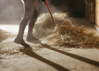 Allergia? Una soluzione semplice e naturale per il tuo cavallo
