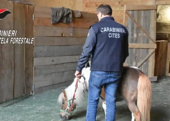 Giollina, a volte ritornano: anche le pony!