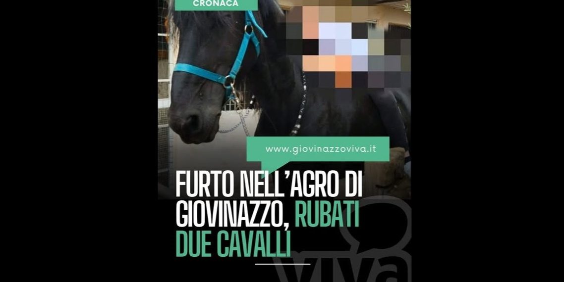 Bari, spariti un Frisone e un Purosangue Arabo a Giovinazzo