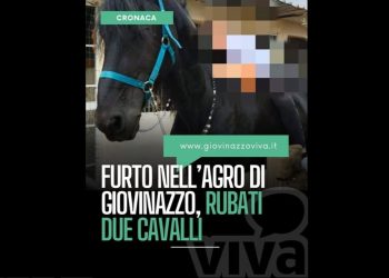 Bari, spariti un Frisone e un Purosangue Arabo a Giovinazzo