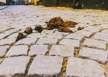 Ponte Buggianese, o di quanto può far male una fianta