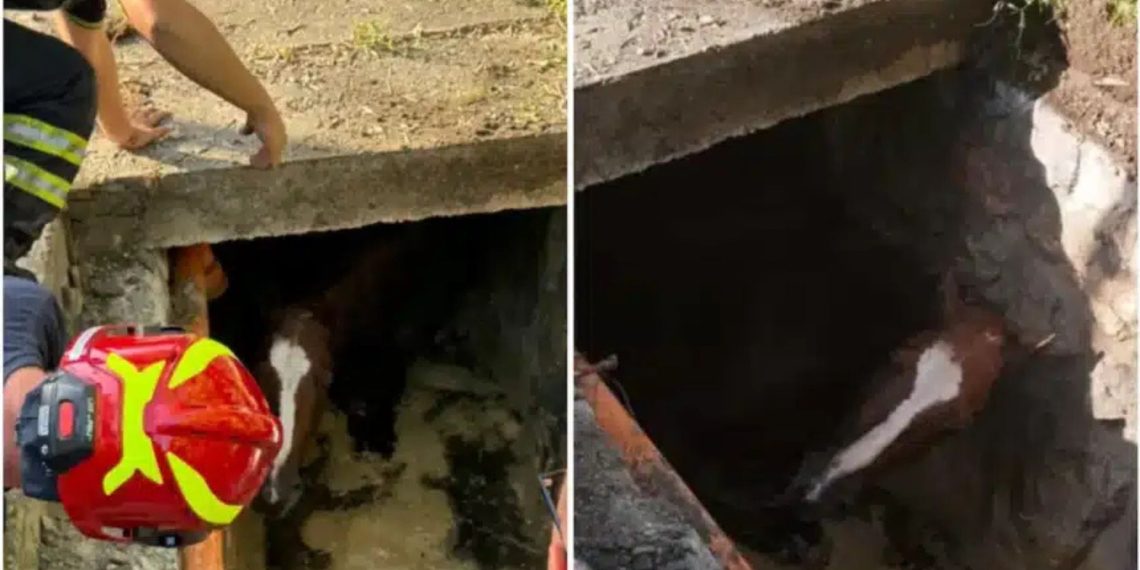 Cavallo salvato a Romarzollo dai Vigili del Fuoco di Arco