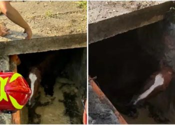 Cavallo salvato a Romarzollo dai Vigili del Fuoco di Arco
