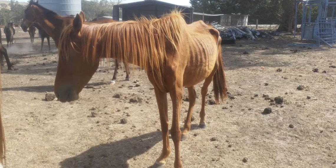 Emergenza cavalli maltrattati in Victoria: casi in aumento del 37%