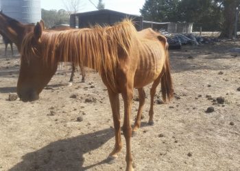 Emergenza cavalli maltrattati in Victoria: casi in aumento del 37%