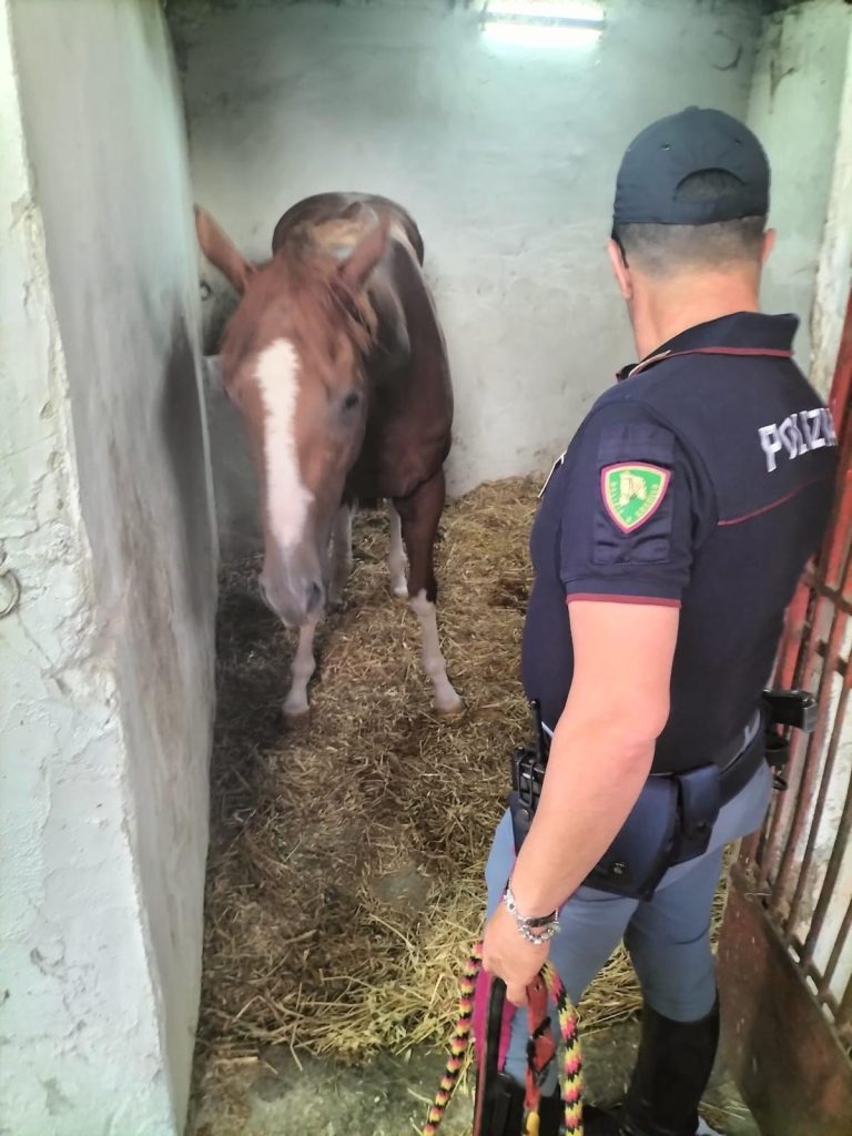 controlli congiunti della polizia di stato e del servizio veterinario 768x1024