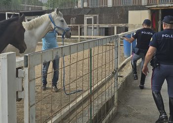 Stalla abusiva e cavalli sequestrati affidati al proprietario