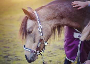 Assistere con gli animali: sabato il convegno organizzato dai Lions a Rovigo