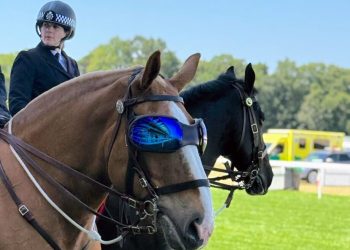 Luna e i suoi occhiali da sole - foto di Jennifer Donald (dal sito di Horse&Hound)