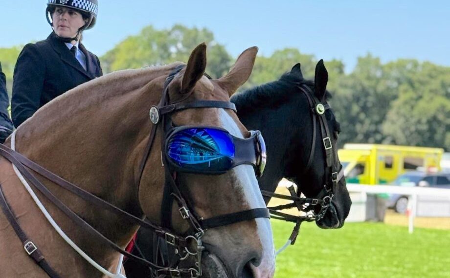 Luna e i suoi occhiali da sole - foto di Jennifer Donald (dal sito di Horse&Hound)
