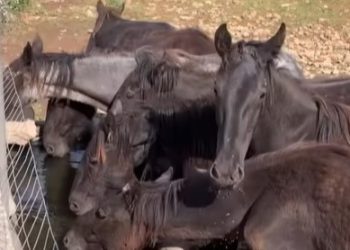 Ritrovati 8 dei 12 cavalli Murgesi rubati a Mottola