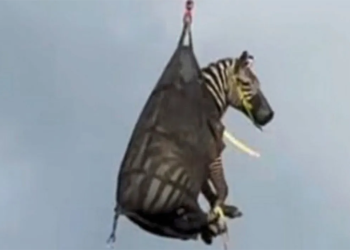 Ed, la zebra volante