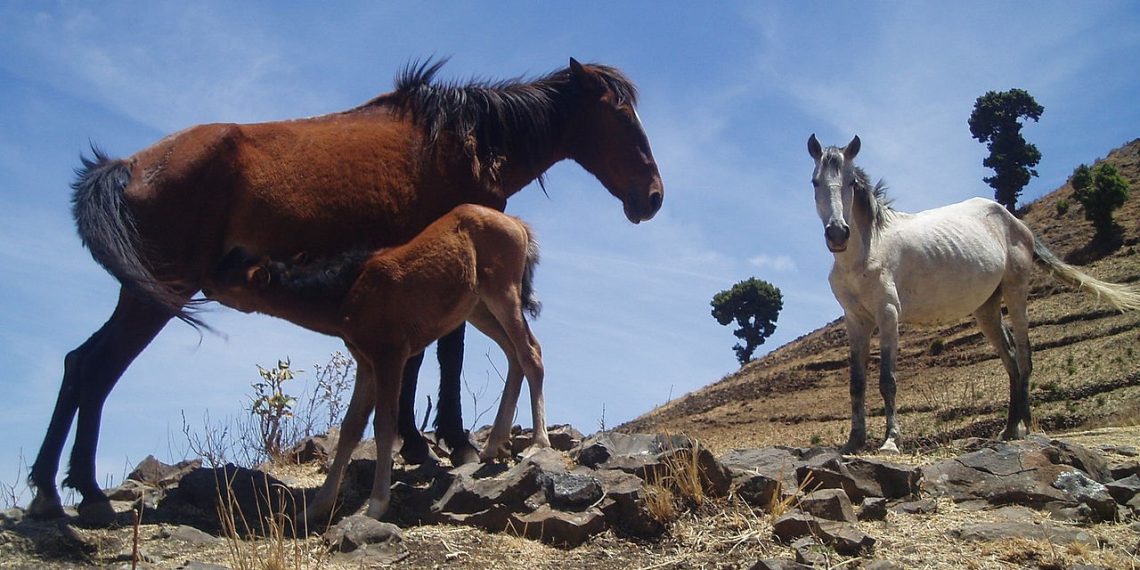 I Kundudo dell’Etiopia: gli altri cavalli selvaggi d’Africa