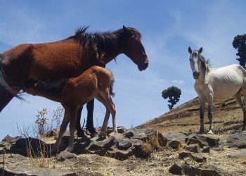 I Kundudo dell’Etiopia: gli altri cavalli selvaggi d’Africa
