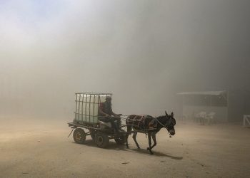 Gaza, e gli asini palestinesi salvati dalle Onlus