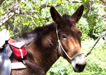 Tra cavallo e asino vince… il mulo