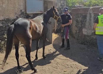 Polizia interviene su stalla abusiva e pone vincolo sanitario