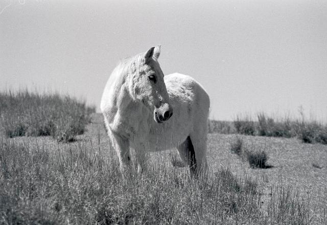 Kundudoferal Kundudoferal