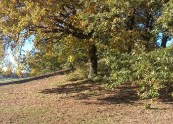 Centro Equestre Federale: sport e biodiversità a Rocca di Papa