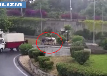 Il cavallo grigio che fu