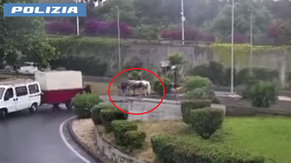 Il cavallo grigio che fu