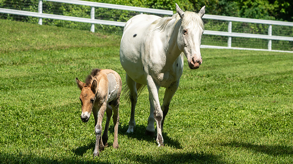 phorse2