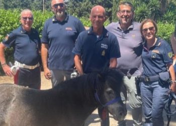 Toretto, piccolo pony grande ambasciatore